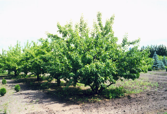 Goodland Apple (Malus 'Goodland') at Jensen's Nursery & Landscaping