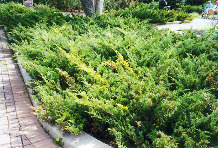 Arcadia Juniper (Juniperus sabina 'Arcadia') at Jensen's Nursery & Landscaping