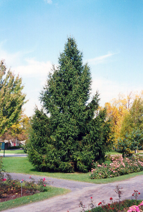 Norway Spruce (Picea abies) at Jensen's Nursery & Landscaping