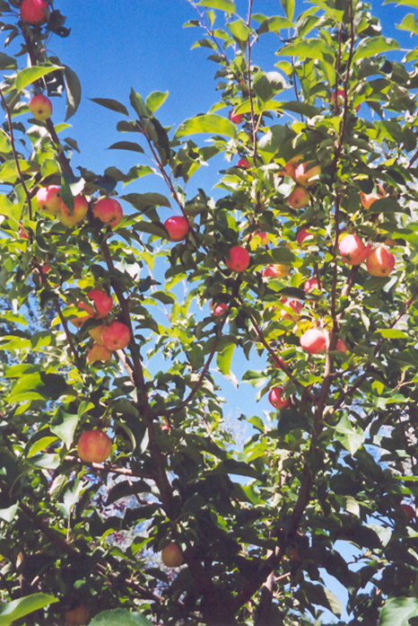 September Ruby Apple (Malus 'September Ruby') at Jensen's Nursery & Landscaping