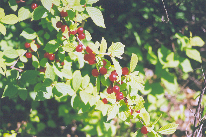 Nanking Cherry (Prunus tomentosa) at Jensen's Nursery & Landscaping