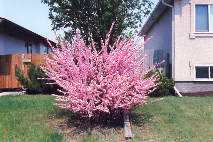 Double Flowering Plum (Prunus triloba 'Multiplex') at Jensen's Nursery & Landscaping