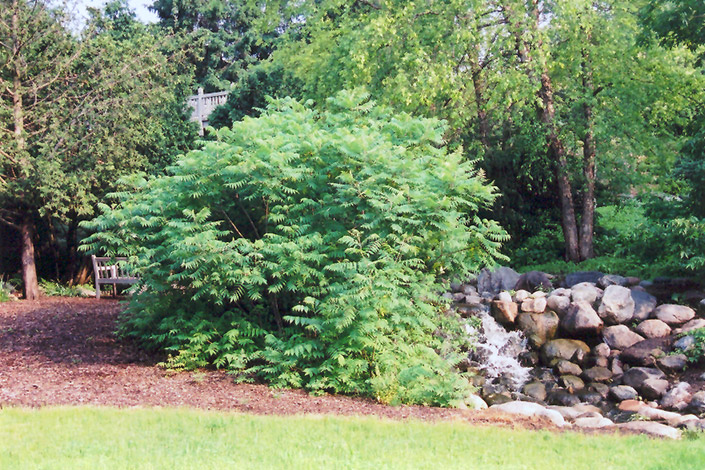 Staghorn Sumac (Rhus typhina) at Jensen's Nursery & Landscaping
