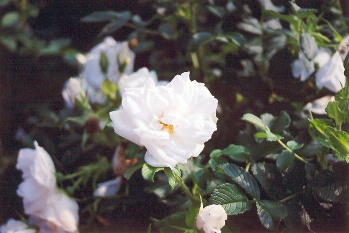 Blanc Double de Coubert Rose (Rosa 'Blanc Double de Coubert') at Jensen's Nursery & Landscaping