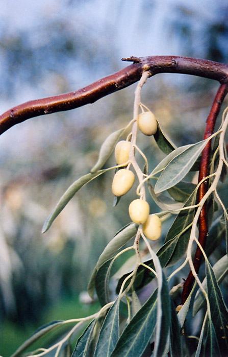 Russian Olive (Elaeagnus angustifolia) at Jensen's Nursery & Landscaping