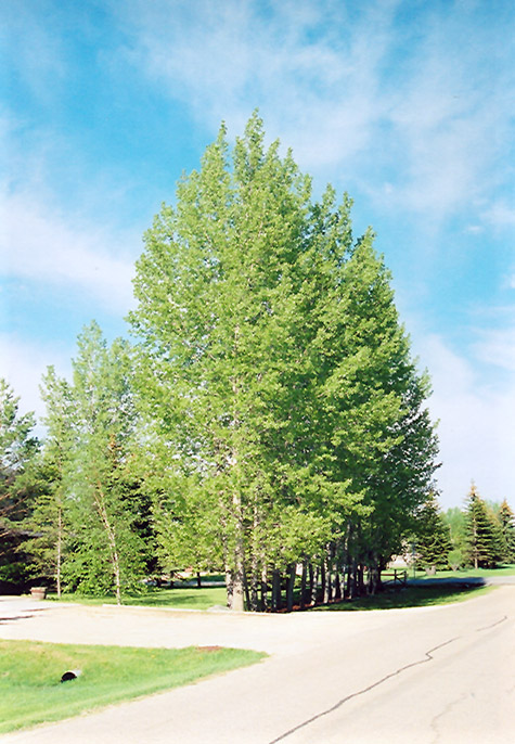 Prairie Sky Poplar (Populus 'Prairie Sky') at Jensen's Nursery & Landscaping