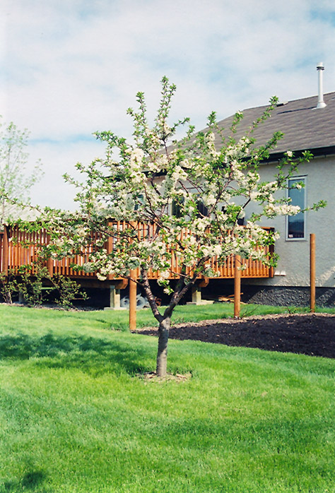 Evans Cherry (Prunus 'Evans') at Jensen's Nursery & Landscaping