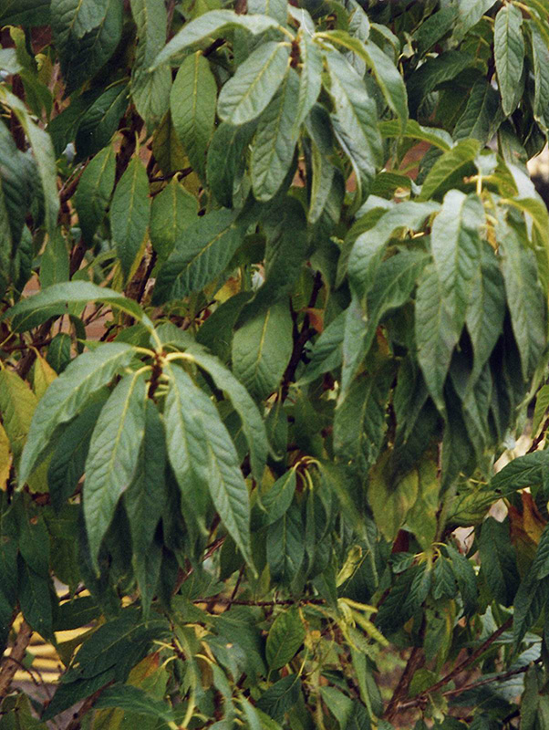 Goldspur Amur Cherry (Prunus maackii 'Jefspur') at Jensen's Nursery & Landscaping