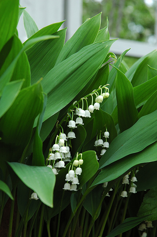 Lily-Of-The-Valley (Convallaria majalis) at Jensen's Nursery & Landscaping