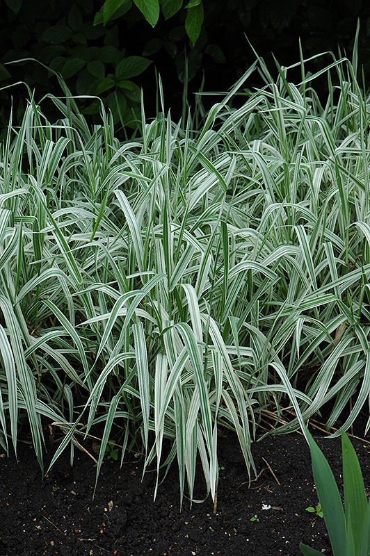 Variegated Ribbon Grass (Phalaris arundinacea 'Picta') at Jensen's Nursery & Landscaping