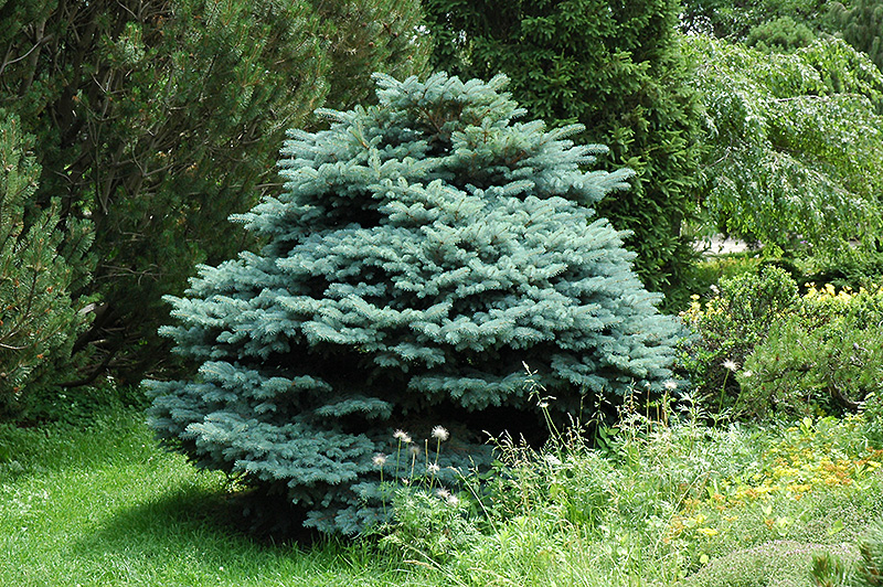 Globe Blue Spruce (Picea pungens 'Globosa') at Jensen's Nursery & Landscaping