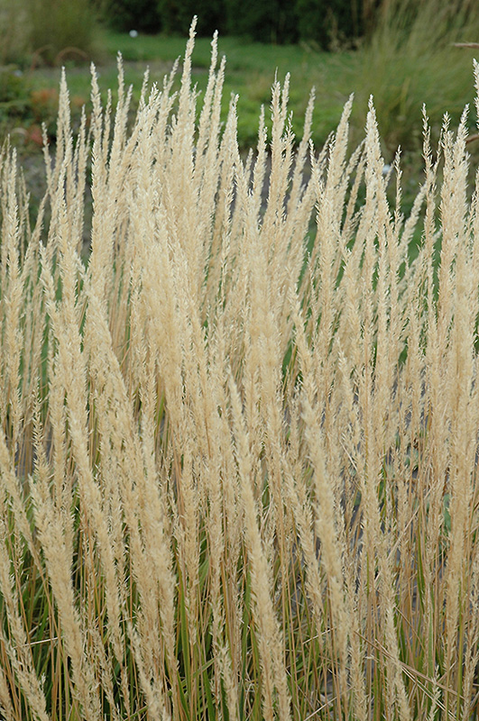 Karl Foerster Reed Grass (Calamagrostis x acutiflora 'Karl Foerster') at Jensen's Nursery & Landscaping