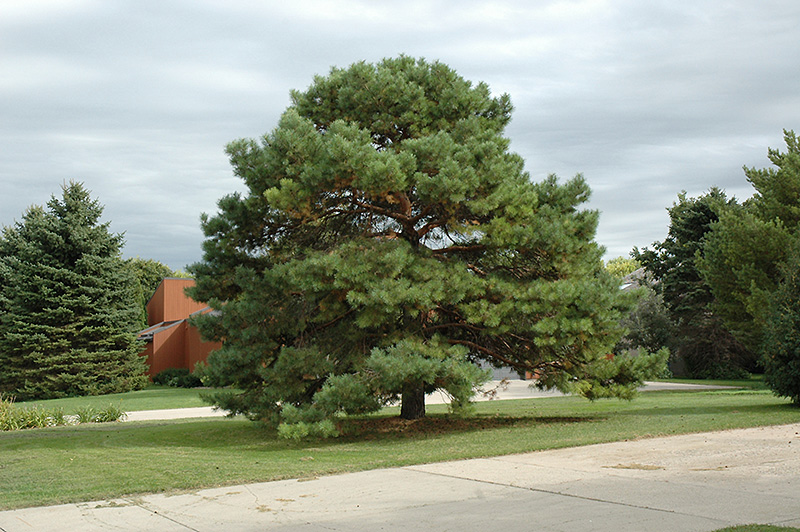 Scotch Pine (Pinus sylvestris) at Jensen's Nursery & Landscaping