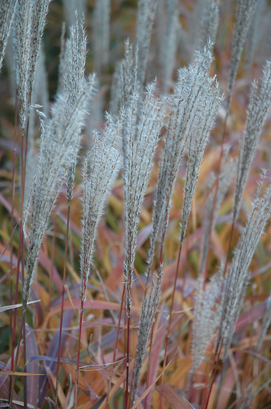 Flame Grass (Miscanthus sinensis 'Purpurascens') at Jensen's Nursery & Landscaping