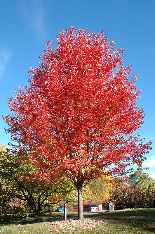 Autumn Blaze Maple (Acer x freemanii 'Jeffersred') at Jensen's Nursery & Landscaping