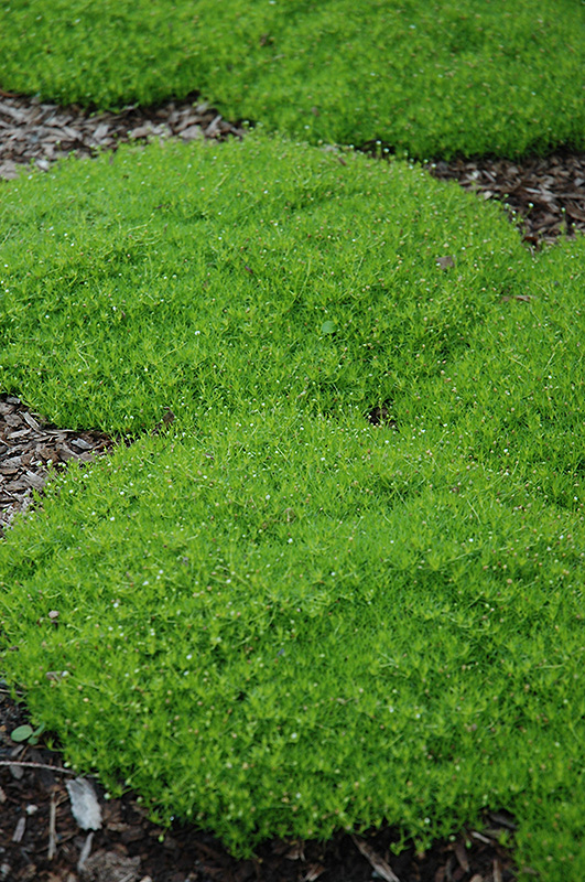 Irish Moss (Sagina subulata) at Jensen's Nursery & Landscaping