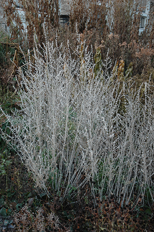 Russian Sage (Perovskia atriplicifolia) at Jensen's Nursery & Landscaping