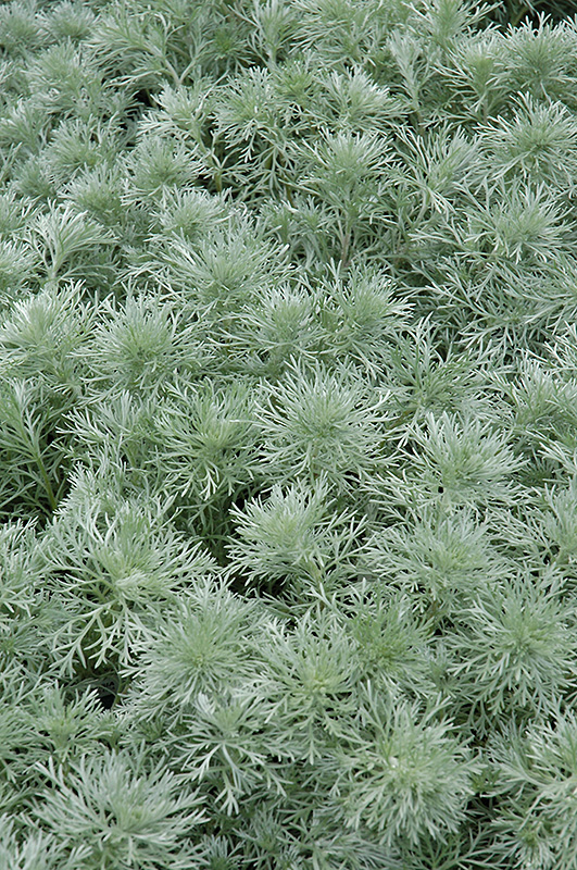 Silver Mound Artemesia (Artemisia schmidtiana 'Silver Mound') at Jensen's Nursery & Landscaping
