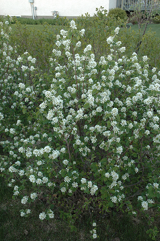 Northline Saskatoon (Amelanchier alnifolia 'Northline') at Jensen's Nursery & Landscaping