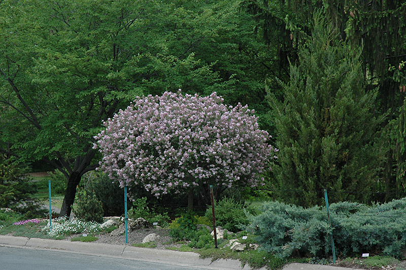 Dwarf Korean Lilac (tree form) (Syringa meyeri 'Palibin (tree form)') at Jensen's Nursery & Landscaping