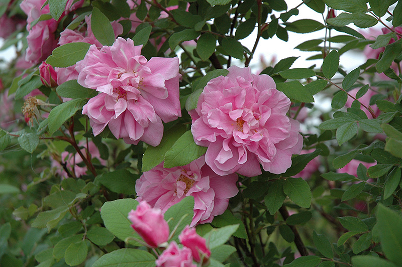 Therese Bugnet Rose (Rosa 'Therese Bugnet') at Jensen's Nursery & Landscaping