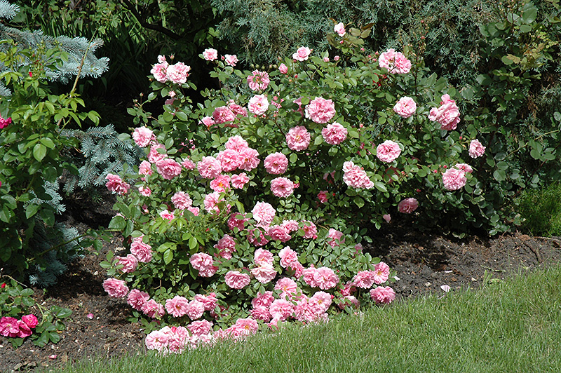 Morden Centennial Rose (Rosa 'Morden Centennial') at Jensen's Nursery & Landscaping