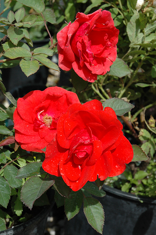 Morden Fireglow Rose (Rosa 'Morden Fireglow') at Jensen's Nursery & Landscaping