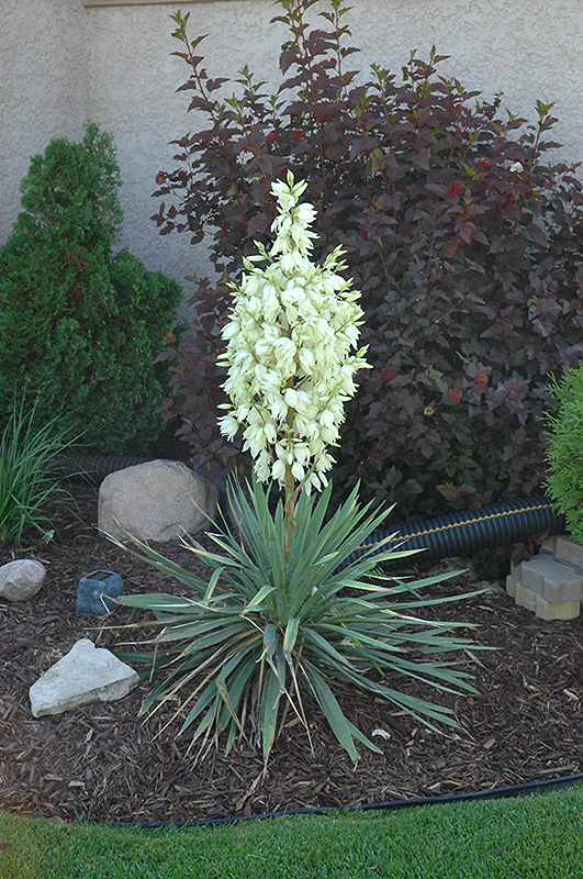 Small Soapweed (Yucca glauca) at Jensen's Nursery & Landscaping