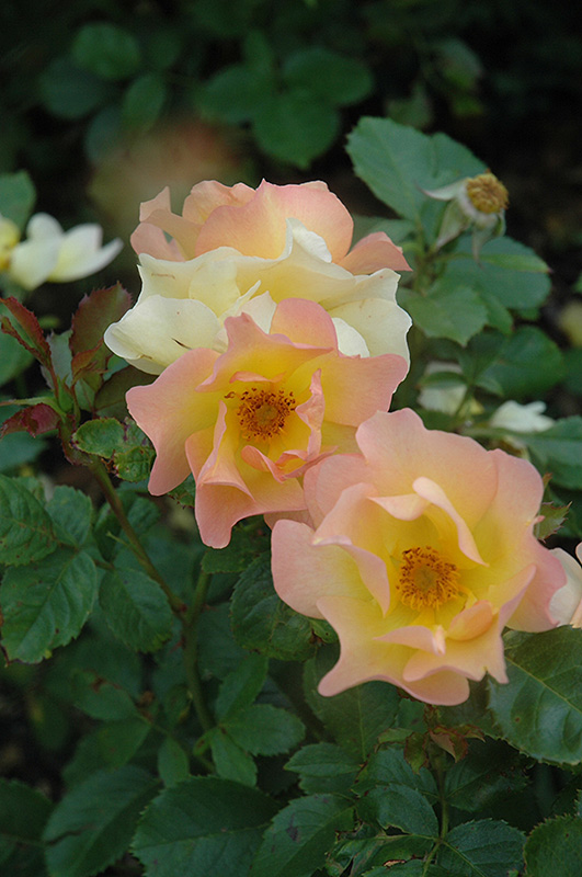 Morden Sunrise Rose (Rosa 'Morden Sunrise') at Jensen's Nursery & Landscaping