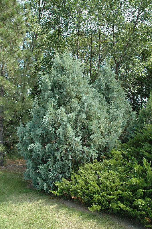 Wichita Blue Juniper (Juniperus scopulorum 'Wichita Blue') at Jensen's Nursery & Landscaping