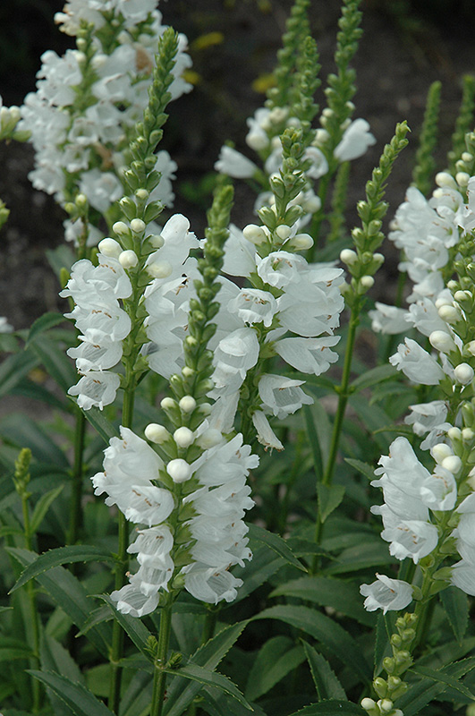 Miss Manners Obedient Plant (Physostegia virginiana 'Miss Manners') at Jensen's Nursery & Landscaping