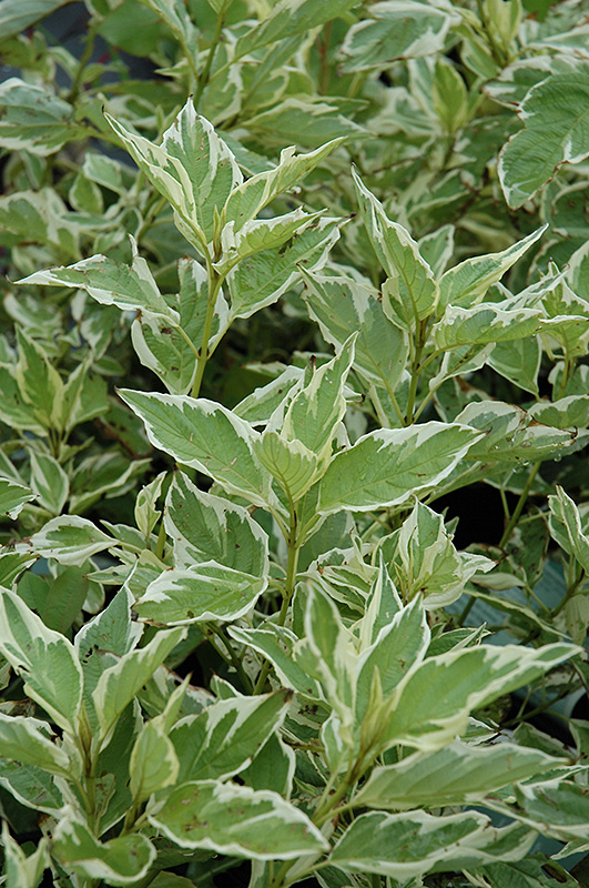 Silver and Gold Dogwood (Cornus sericea 'Silver and Gold') at Jensen's Nursery & Landscaping