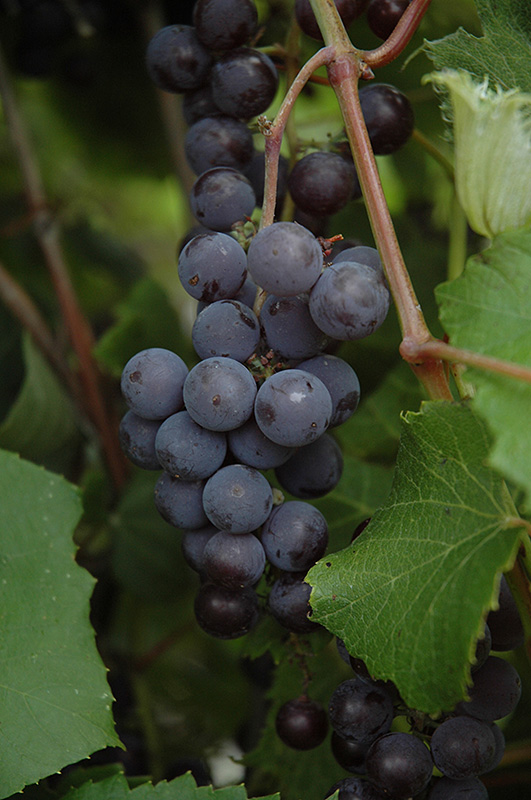Minnesota 78 Grape (Vitis 'Minnesota 78') at Jensen's Nursery & Landscaping