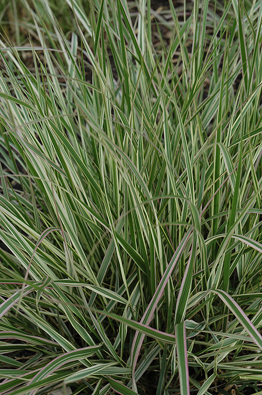 Variegated Reed Grass (Calamagrostis x acutiflora 'Overdam') at Jensen's Nursery & Landscaping