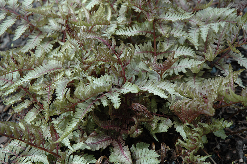 Red Beauty Painted Fern (Athyrium nipponicum 'Red Beauty') at Jensen's Nursery & Landscaping