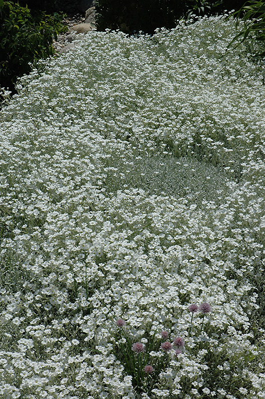 Snow-In-Summer (Cerastium tomentosum) at Jensen's Nursery & Landscaping