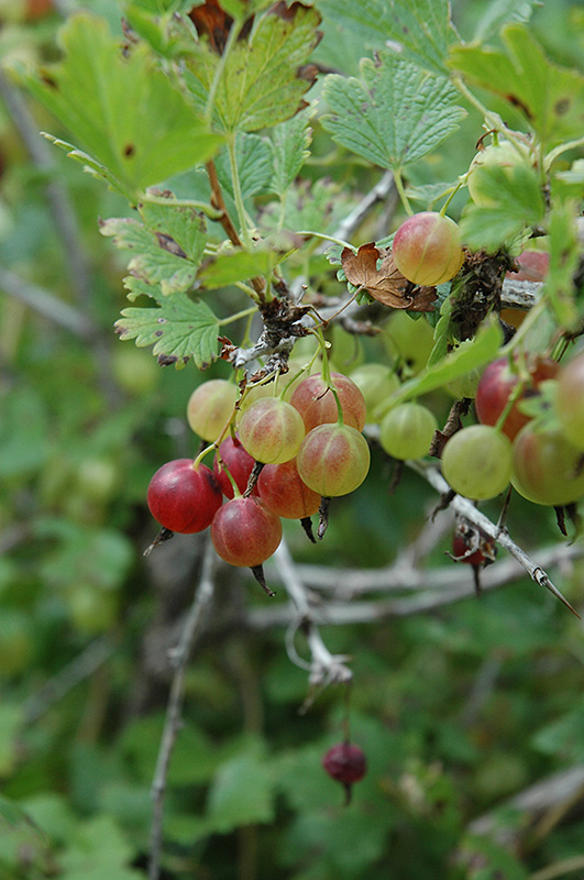 Pixwell Gooseberry (Ribes 'Pixwell') at Jensen's Nursery & Landscaping