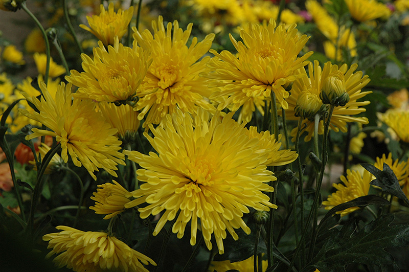 Suncatcher Chrysanthemum (Chrysanthemum 'Suncatcher') at Jensen's Nursery & Landscaping