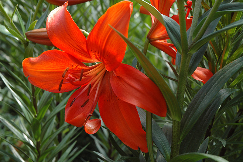 Red Tiger Lily (Lilium lancifolium 'Feuerzaube') at Jensen's Nursery & Landscaping