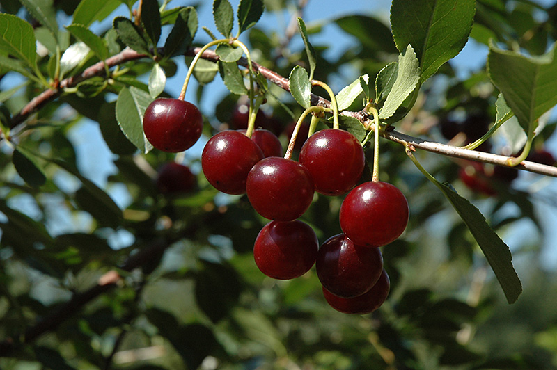 Carmine Jewel Cherry (Prunus 'Carmine Jewel') at Jensen's Nursery & Landscaping