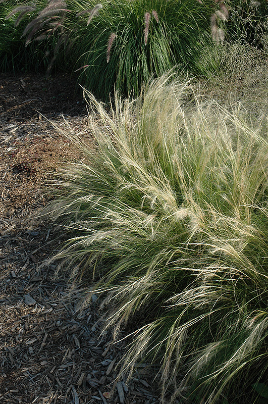 Pony Tails Mexican Feather Grass (Stipa tenuissima 'Pony Tails') at Jensen's Nursery & Landscaping