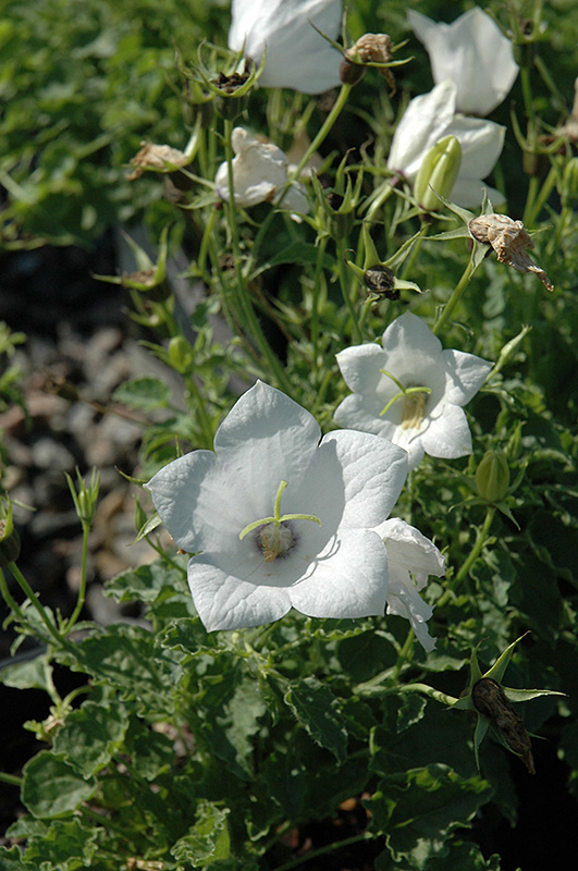 White Uniform Bellflower (Campanula carpatica 'White Uniform') at Jensen's Nursery & Landscaping