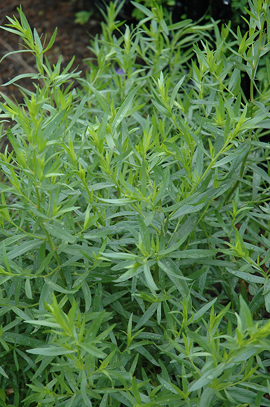 French Tarragon (Artemisia dracunculus 'Sativa') at Jensen's Nursery & Landscaping