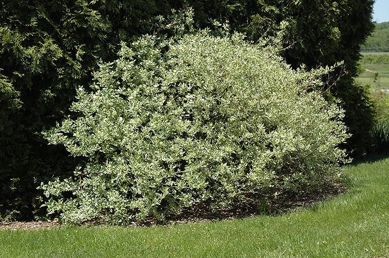 Silver and Gold Dogwood (Cornus sericea 'Silver and Gold') at Jensen's Nursery & Landscaping