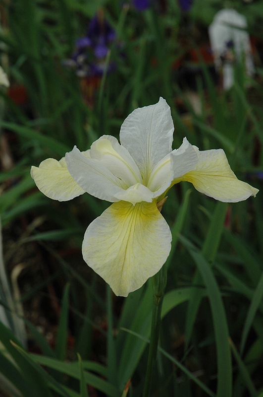 Butter And Sugar Siberian Iris (Iris sibirica 'Butter And Sugar') at Jensen's Nursery & Landscaping