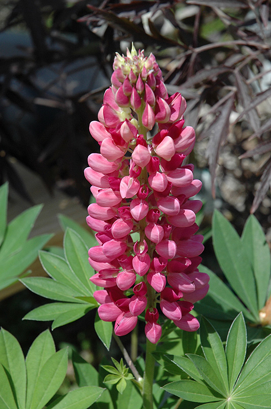 Gallery Red Lupine (Lupinus 'Gallery Red') at Jensen's Nursery & Landscaping