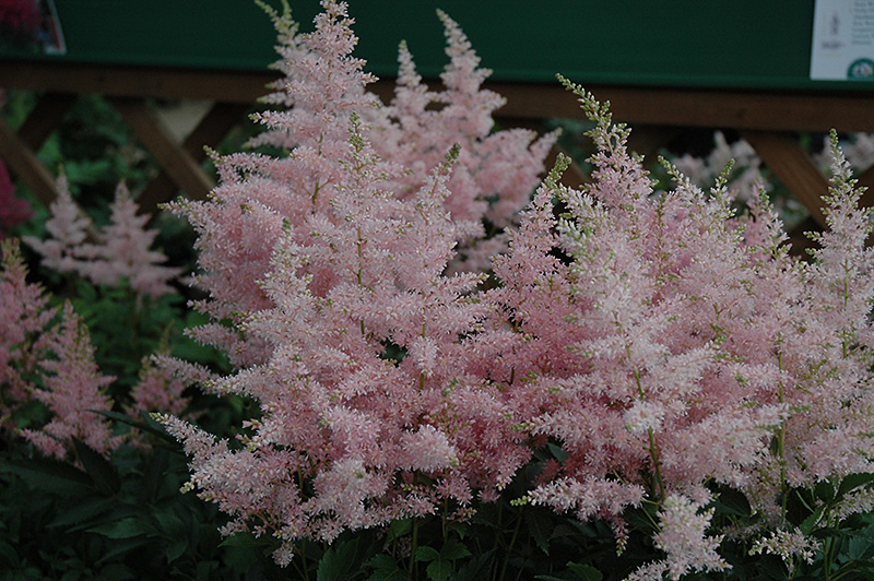 Younique Silvery Pink Astilbe (Astilbe 'Verssilverypink') at Jensen's Nursery & Landscaping