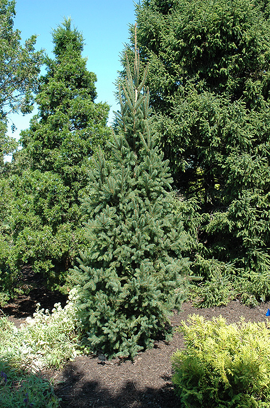 Columnar Norway Spruce (Picea abies 'Cupressina') at Jensen's Nursery & Landscaping