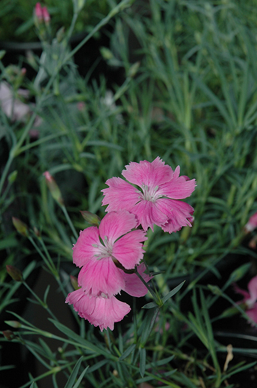 Sweetness Pinks (Dianthus plumarius 'Sweetness') at Jensen's Nursery & Landscaping