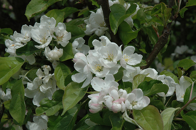 Rescue Apple-Crab (Malus 'Rescue') at Jensen's Nursery & Landscaping
